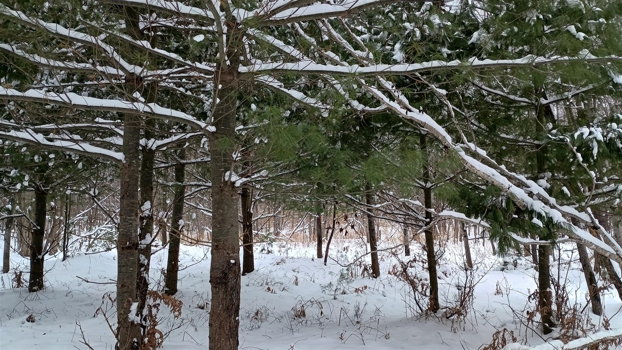 V/L 118A E Townline Road, Free Soil, MI, 49411