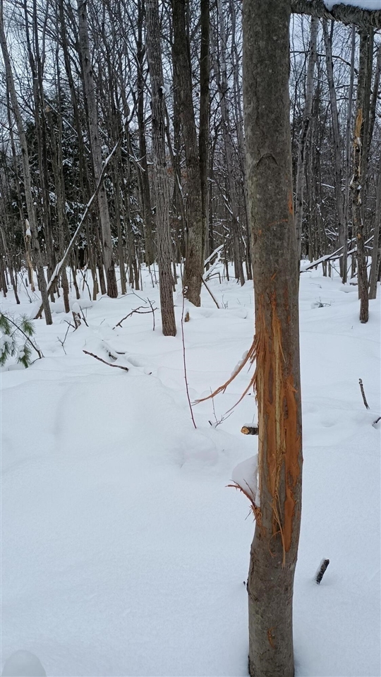 V/L 118A E Townline Road, Free Soil, MI, 49411