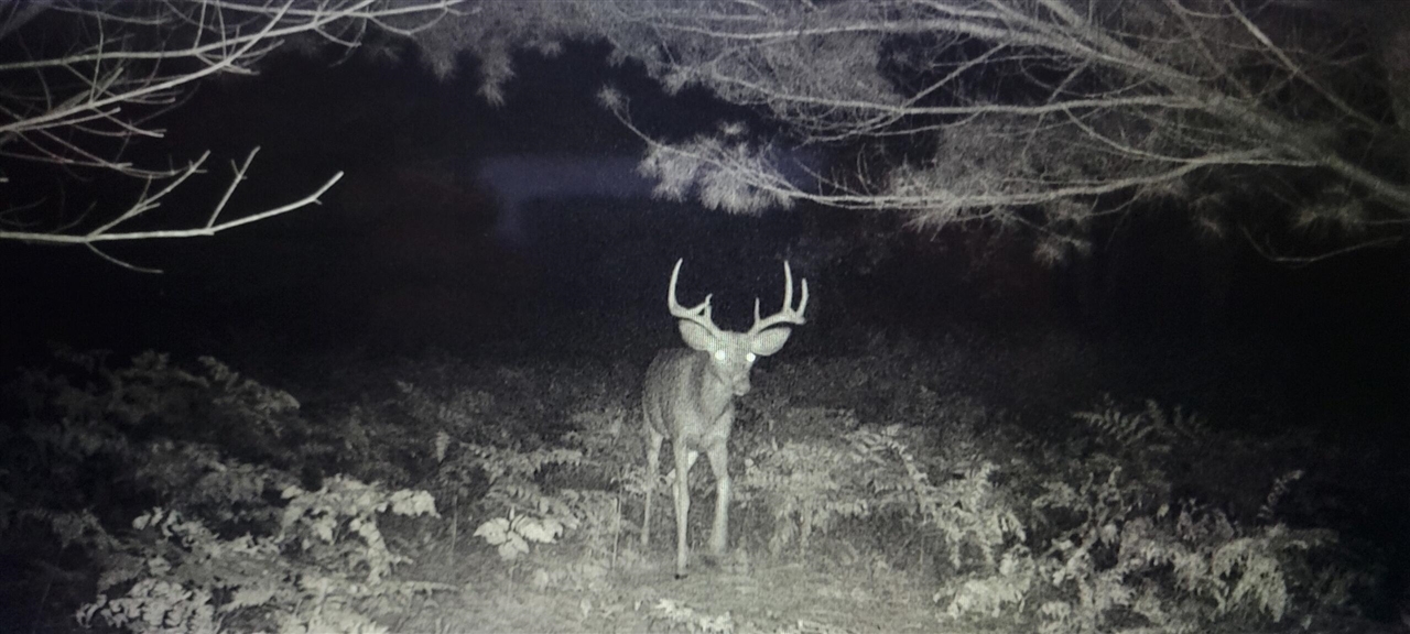 V/L 118A E Townline Road, Free Soil, MI, 49411