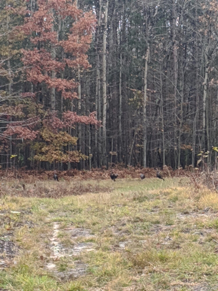 V/L 118A E Townline Road, Free Soil, MI, 49411