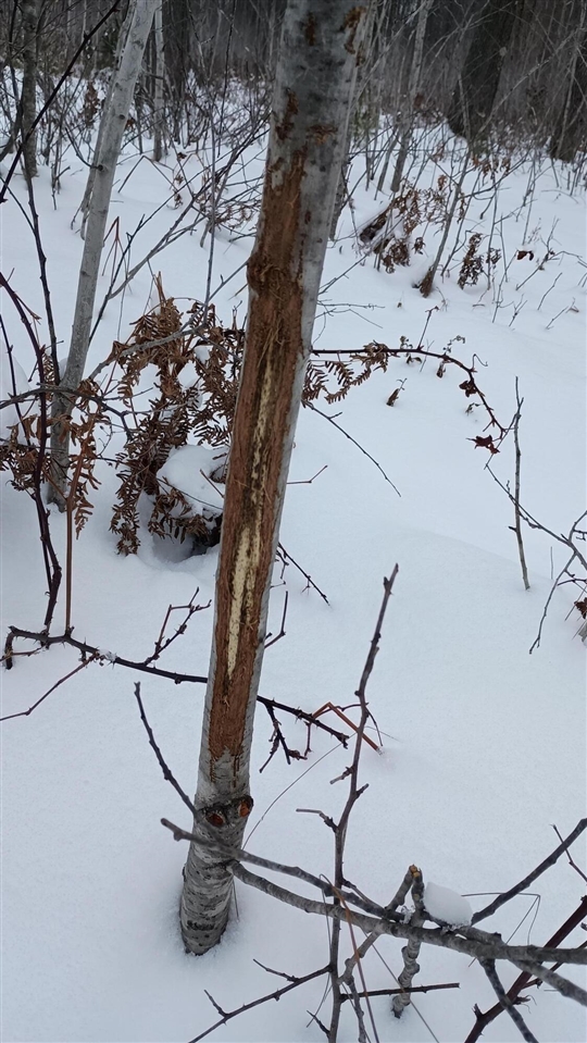 V/L 118A E Townline Road, Free Soil, MI, 49411