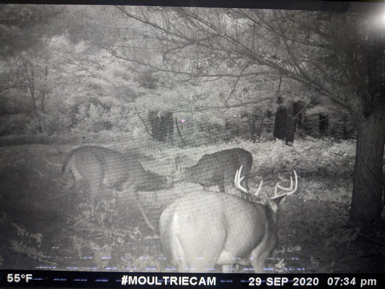 V/L 118A E Townline Road, Free Soil, MI, 49411