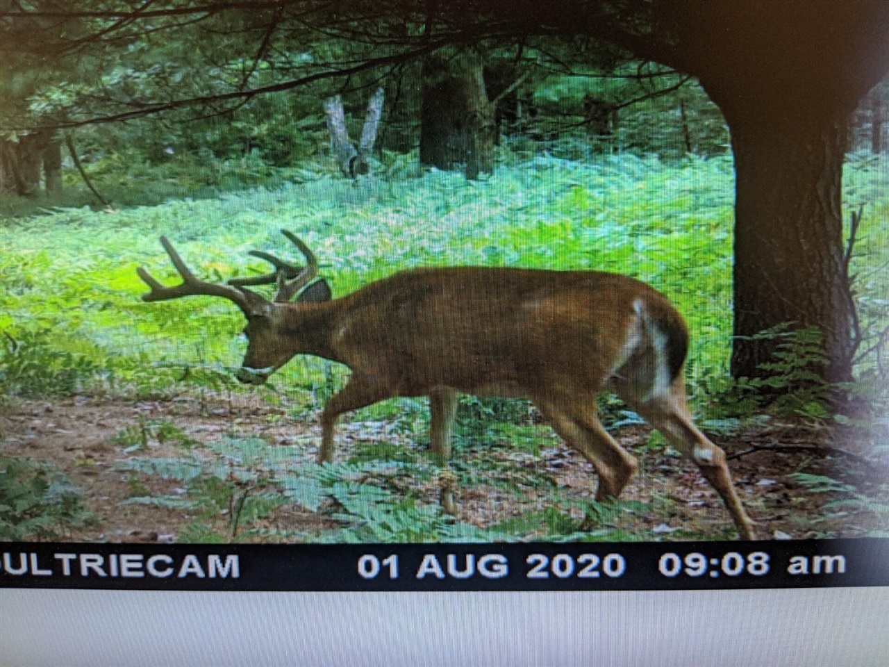 V/L 118A E Townline Road, Free Soil, MI, 49411