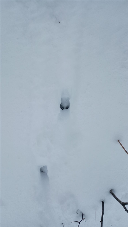 V/L 118A E Townline Road, Free Soil, MI, 49411