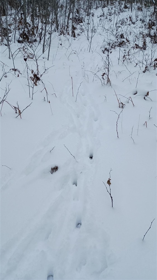 V/L 118A E Townline Road, Free Soil, MI, 49411