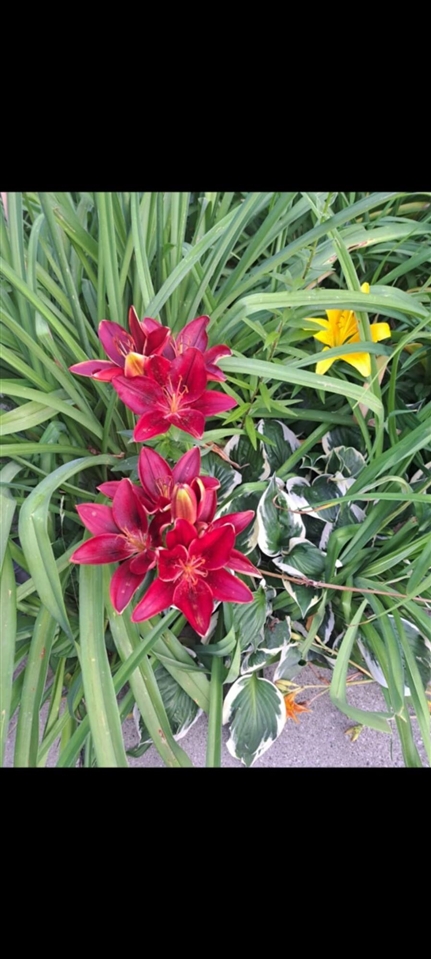 134 N 5th Street, Cedar Springs, MI, 49319