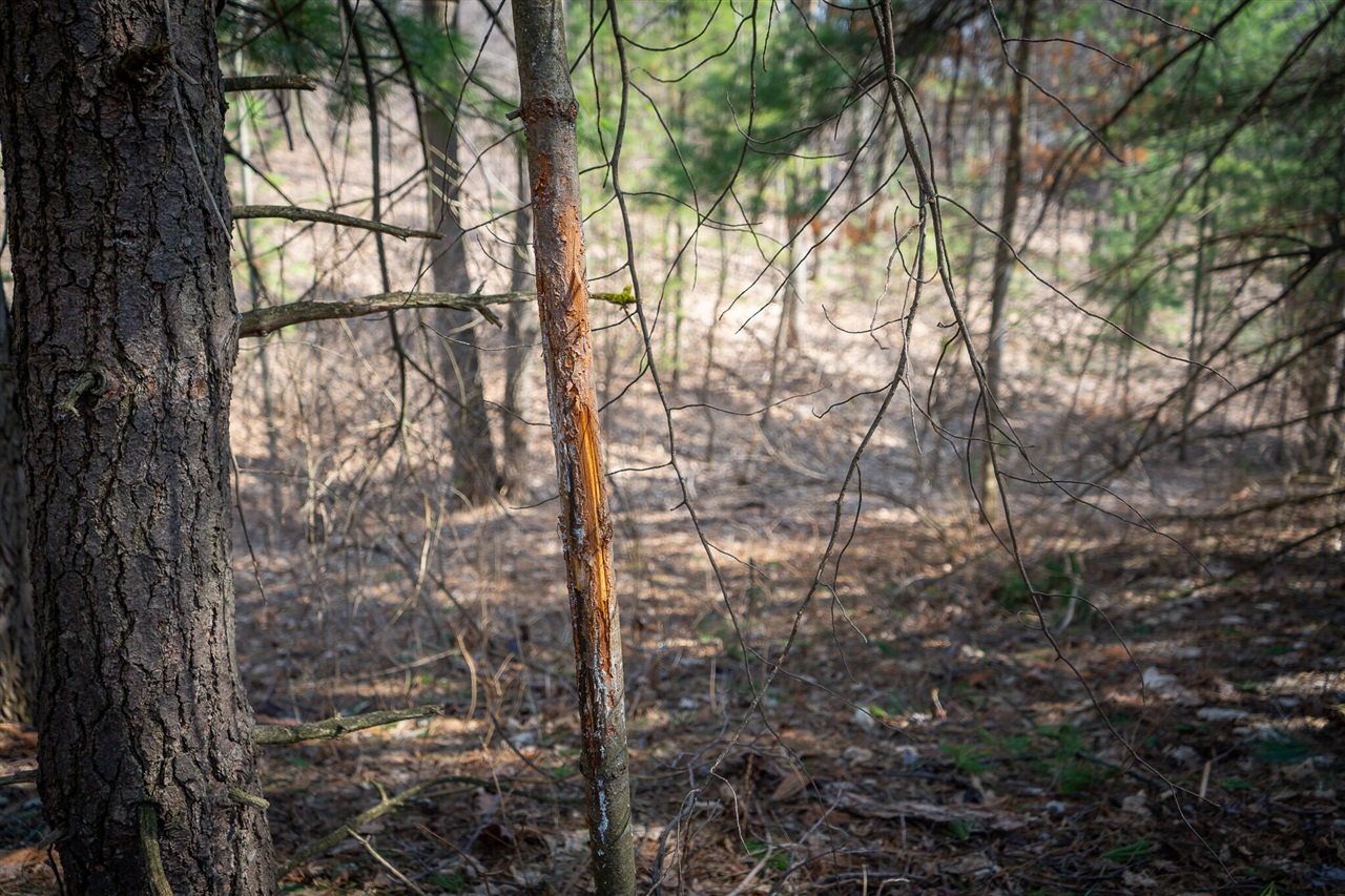 Parcel B S 88th Avenue, New Era, MI, 49446