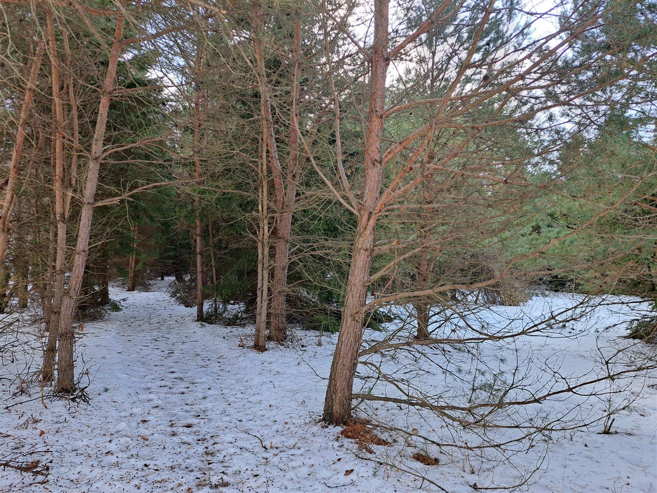 VL C Mckinley Road, Big Rapids, MI, 49307