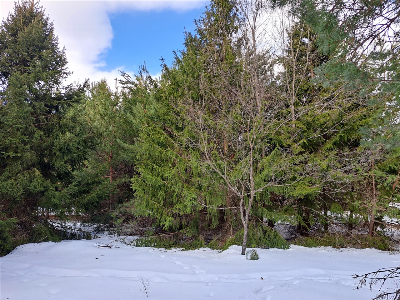 VL C Mckinley Road, Big Rapids, MI, 49307