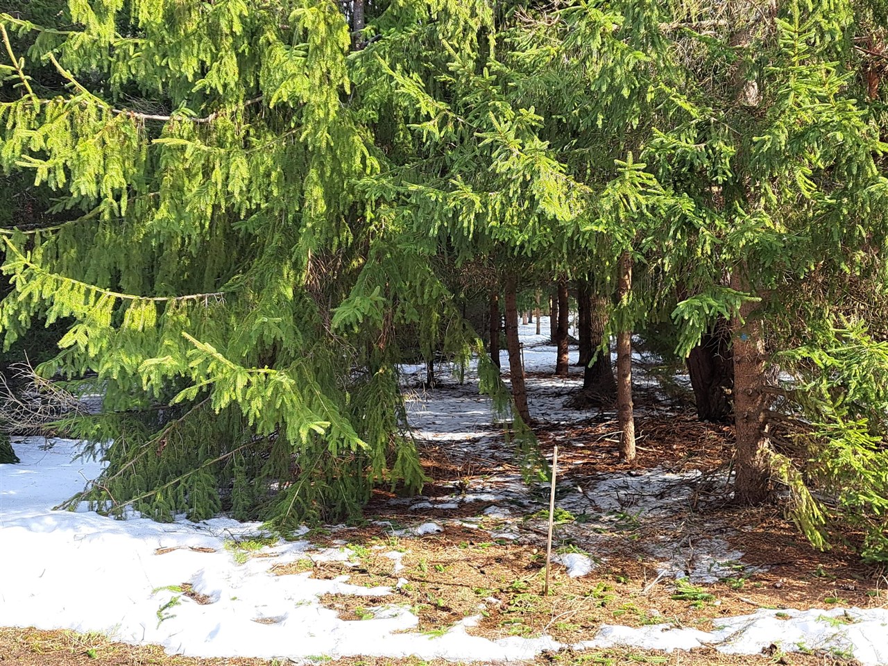 VL C Mckinley Road, Big Rapids, MI, 49307