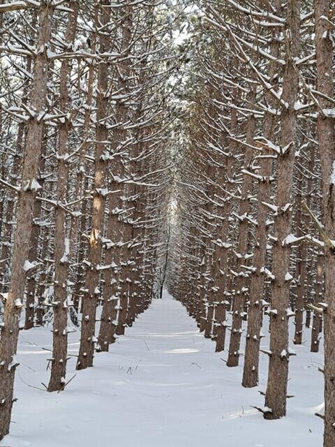 VL C Mckinley Road, Big Rapids, MI, 49307