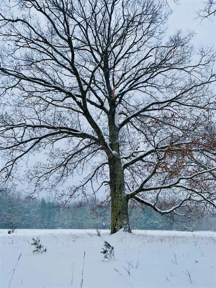 10652 N River Road, Irons, MI, 49644