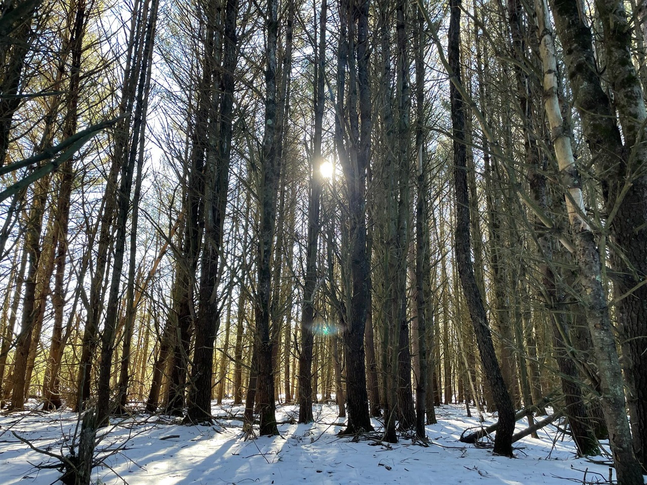 10652 N River Road, Irons, MI, 49644