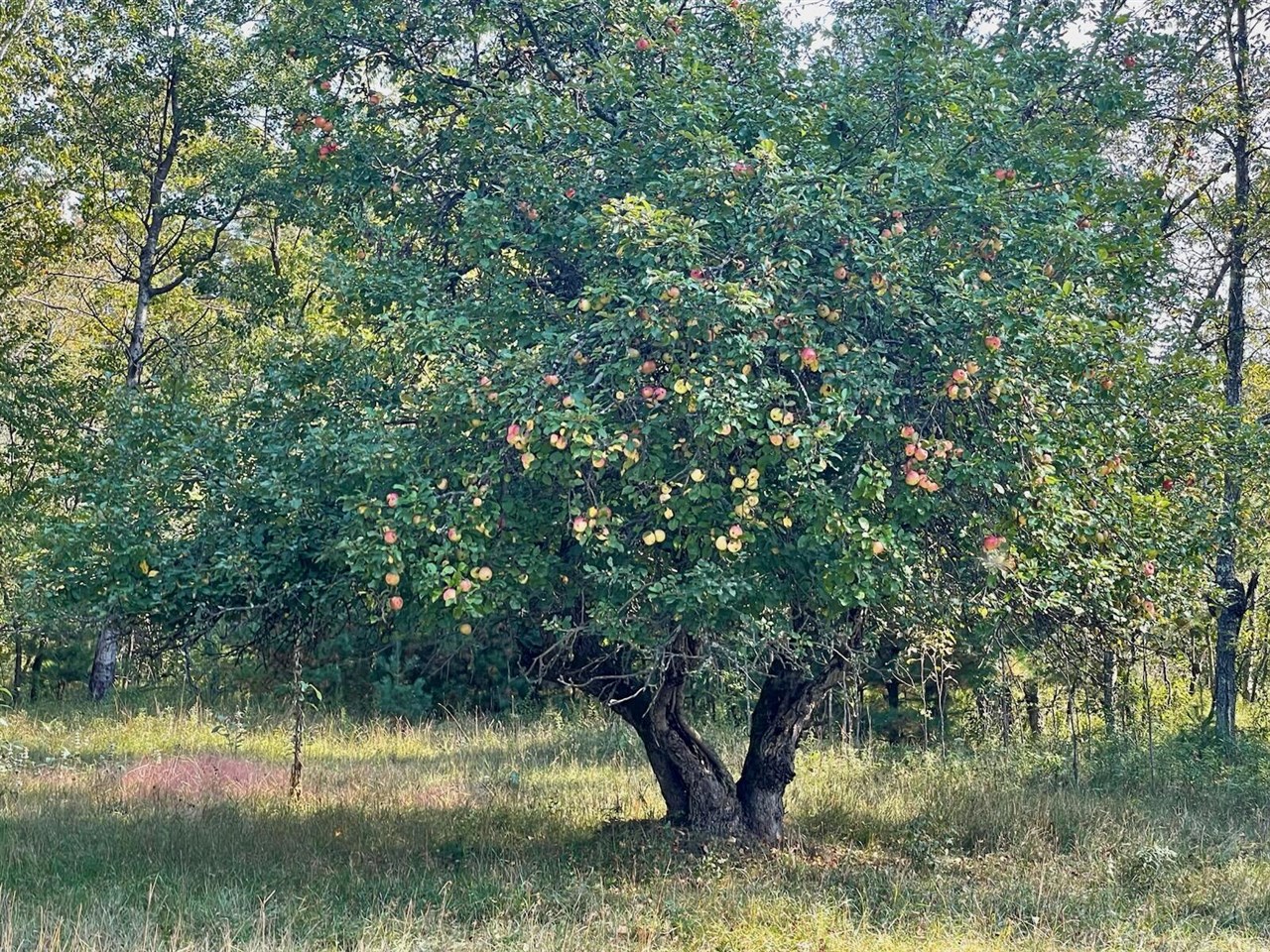 10652 N River Road, Irons, MI, 49644