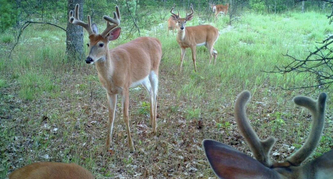 10652 N River Road, Irons, MI, 49644