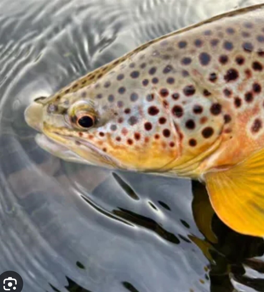 10652 N River Road, Irons, MI, 49644