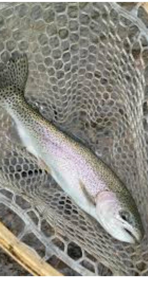 10652 N River Road, Irons, MI, 49644