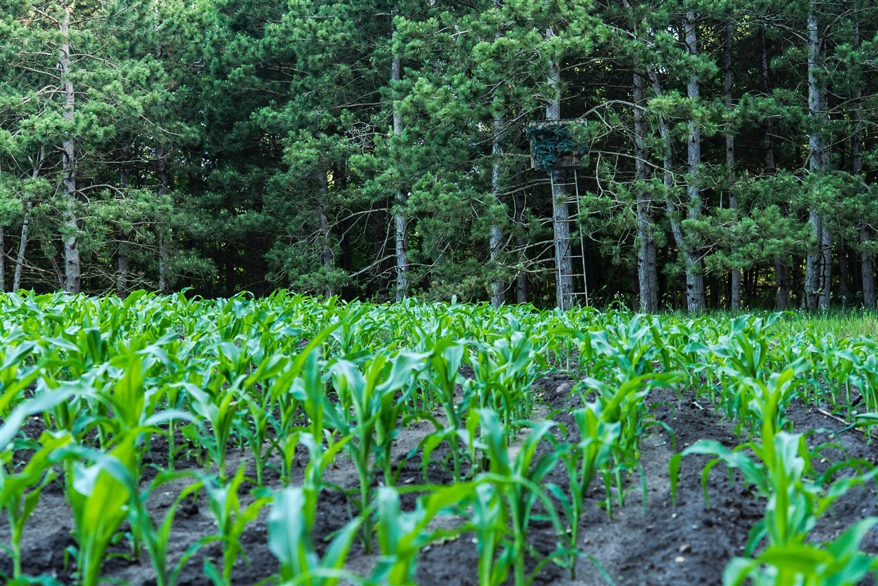 E Street, Grant, MI, 49327-9654