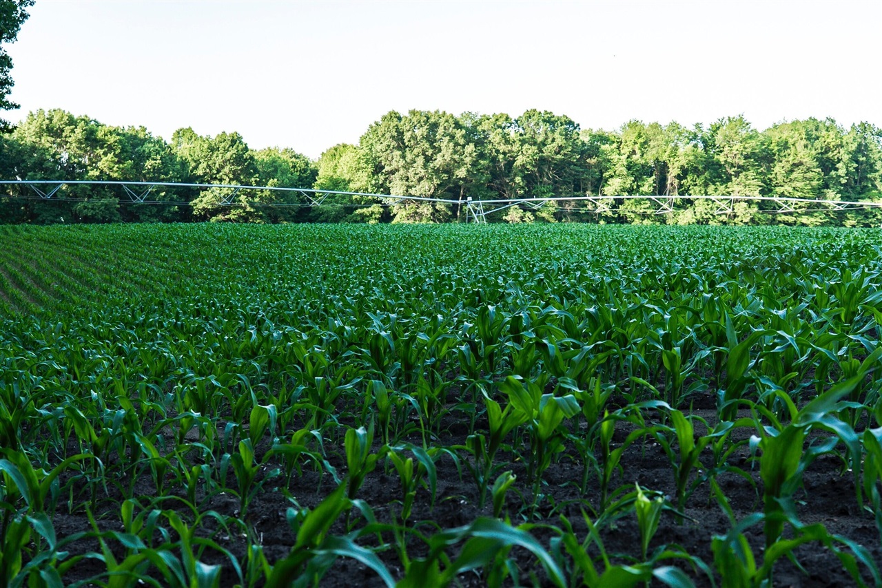 E Street, Grant, MI, 49327-9654