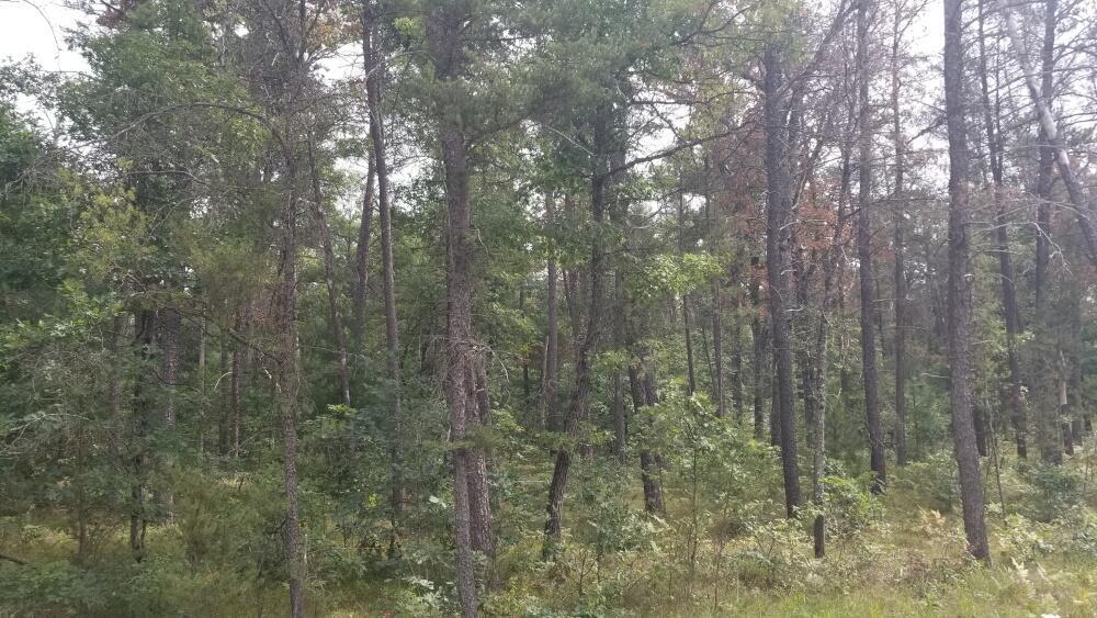 5222 S Broadway Road, Idlewild, MI, 49642-8569