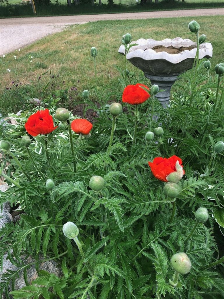 Homes for sale in Update, MI | 21652 Ridge Rd, Update, MI 49839 | MLS# 70513173