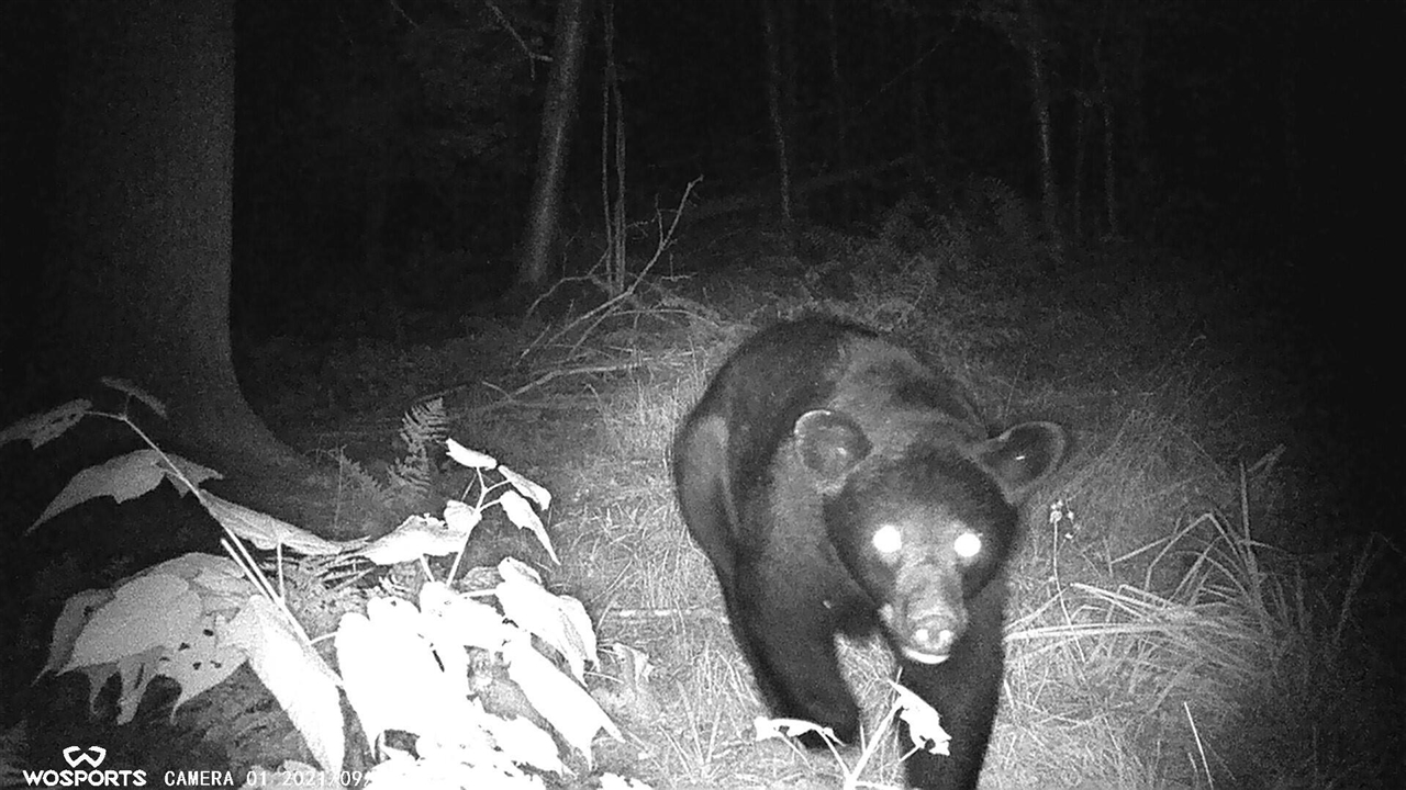 21652 Ridge Road, Update, MI, 49839