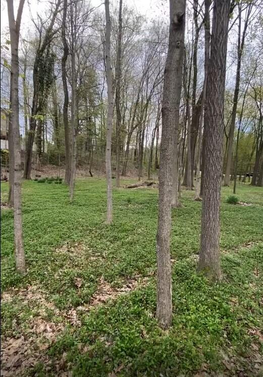2348 Spring Arbor photo 5
