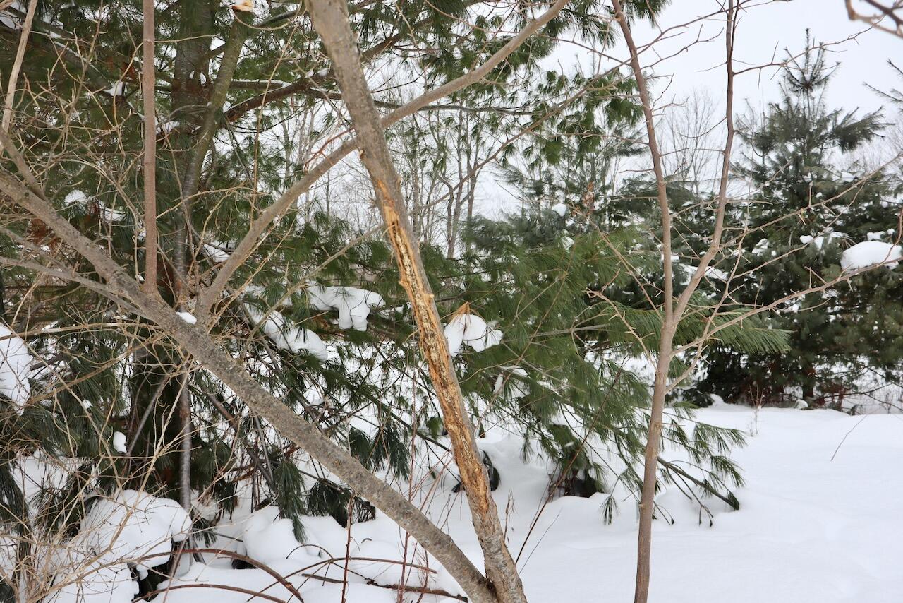 V/L 17 Mile Rd, Leroy, MI, 49655