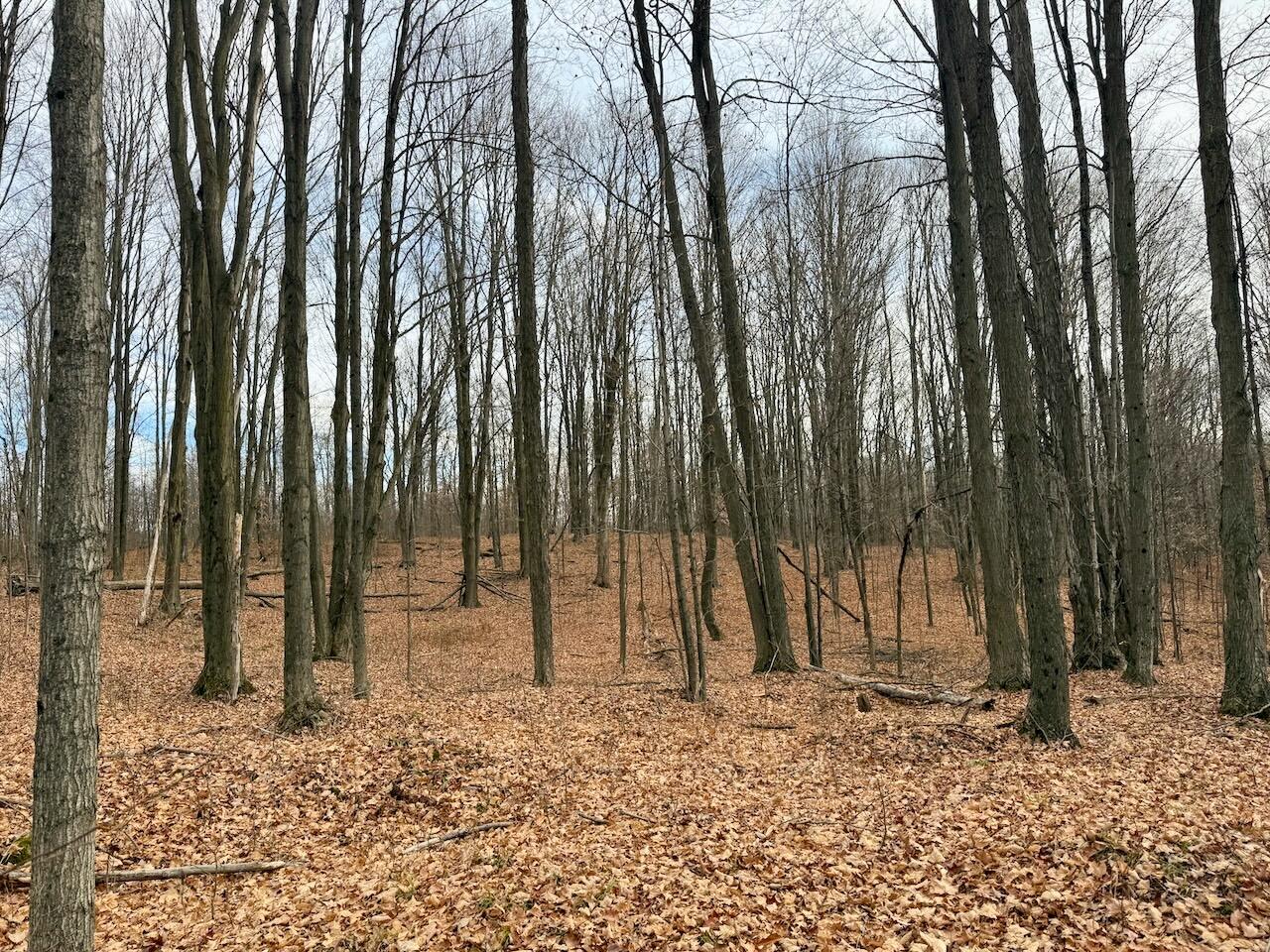 V/L 17 Mile Rd, Leroy, MI, 49655