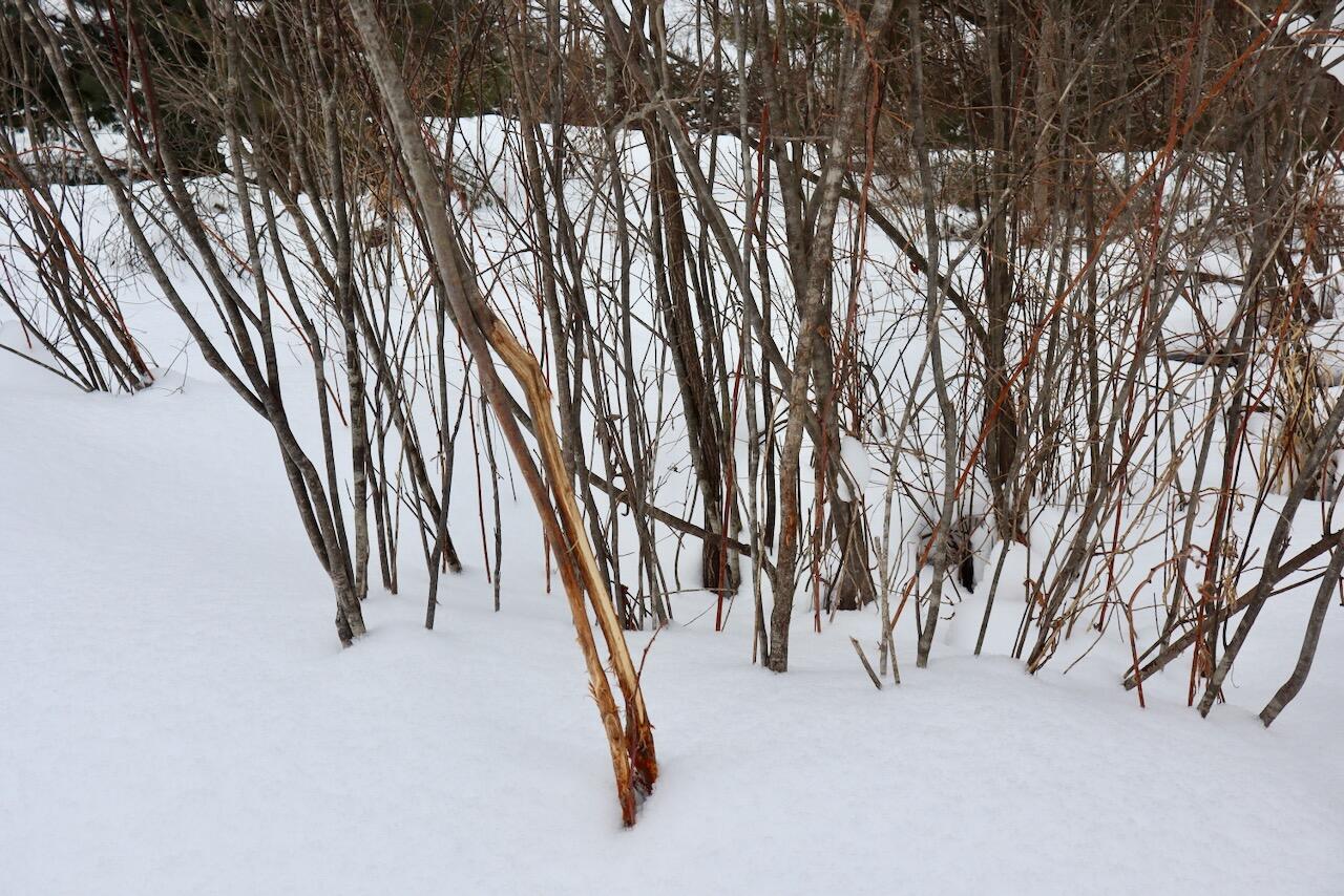 V/L 17 Mile Rd, Leroy, MI, 49655