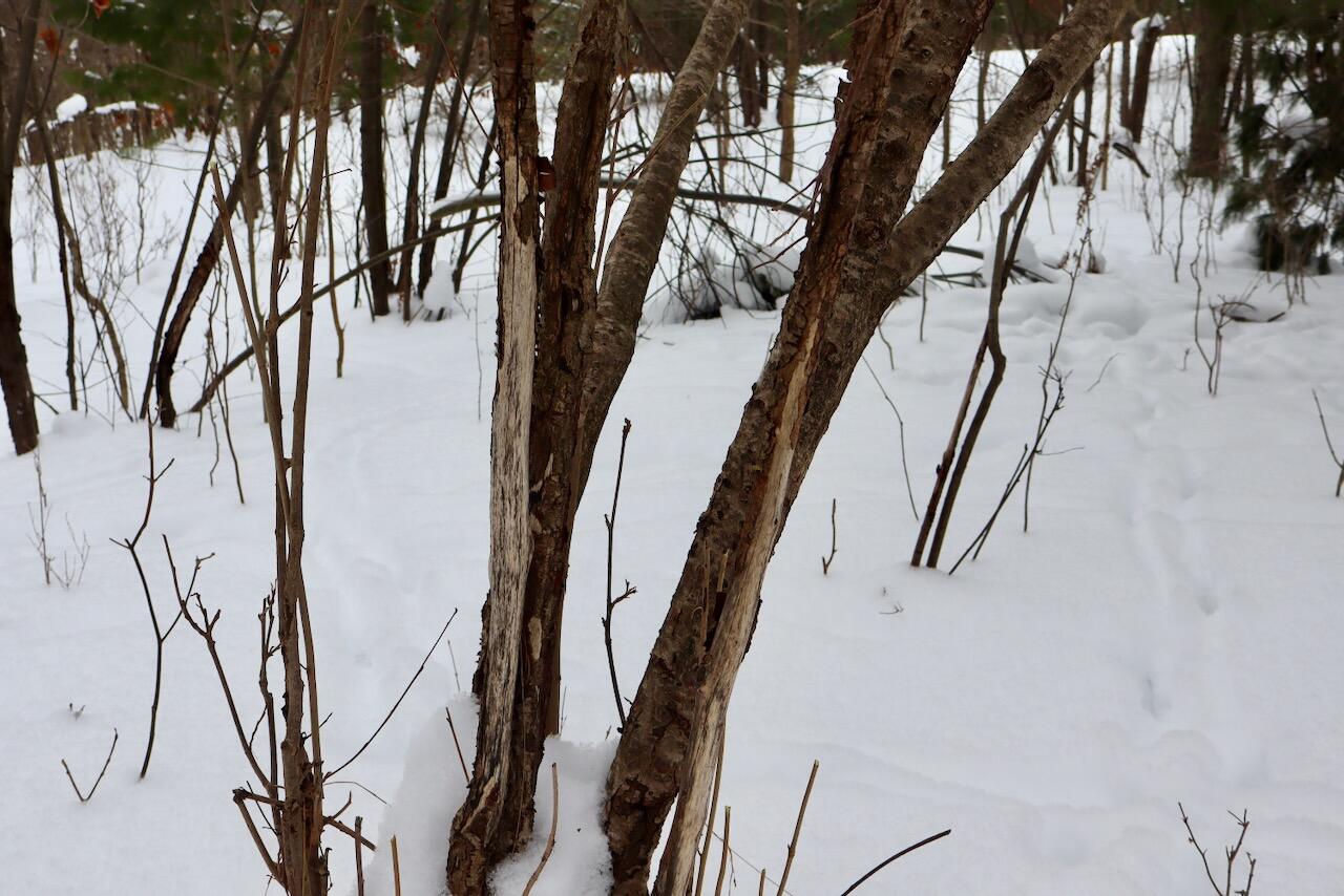 V/L 17 Mile Rd, Leroy, MI, 49655