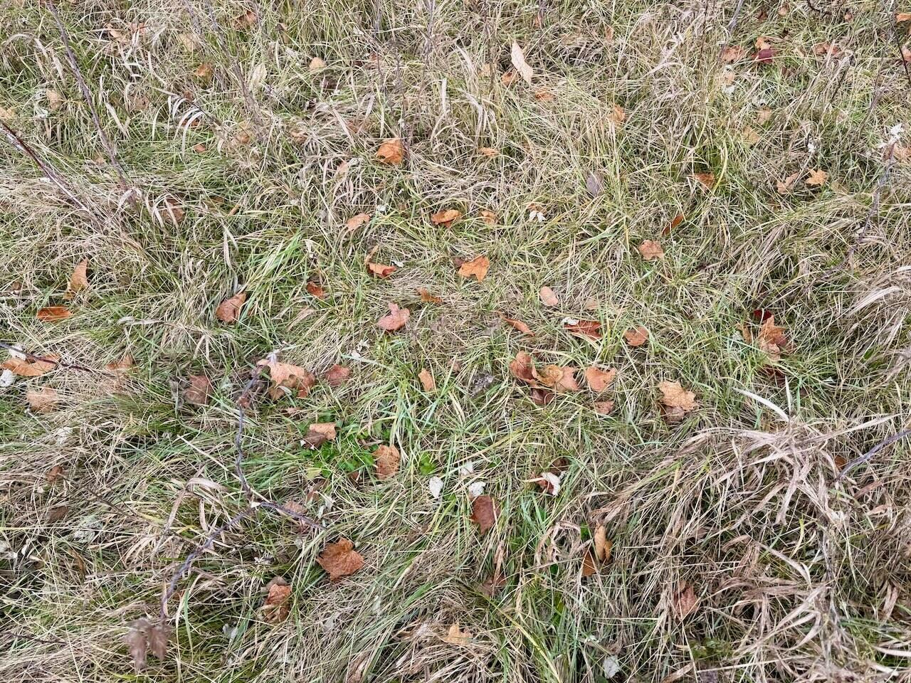 V/L 17 Mile Rd, Leroy, MI, 49655