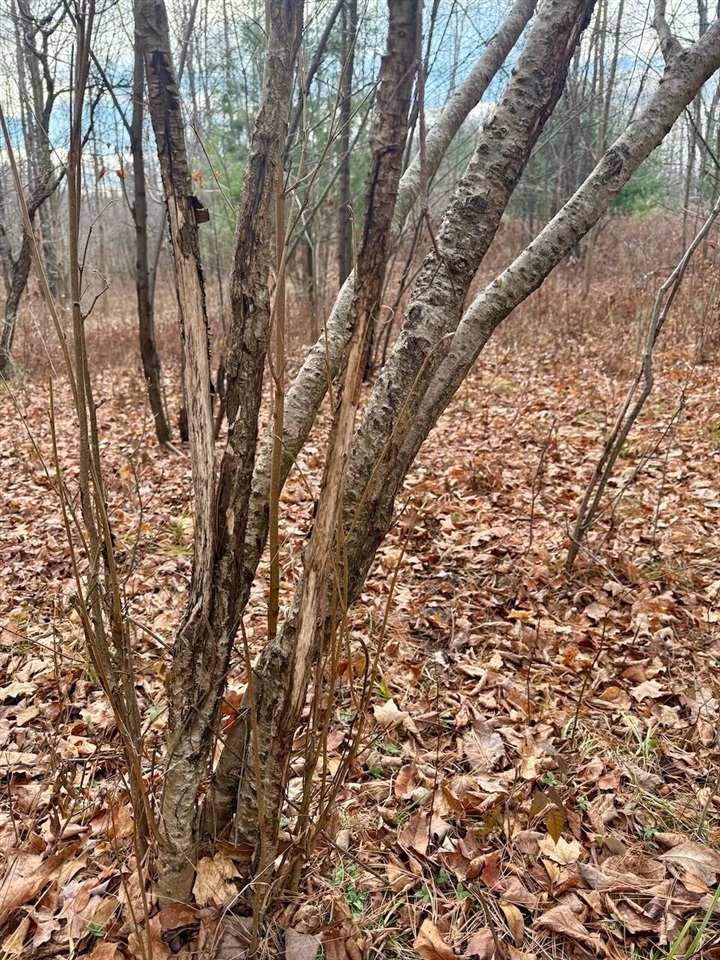 V/L 17 Mile Rd, Leroy, MI, 49655