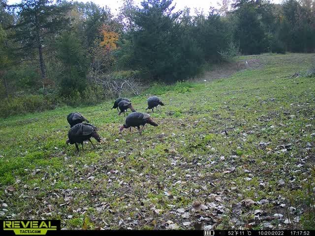 5100 Long Lake Road, Reading, MI, 49274-9787