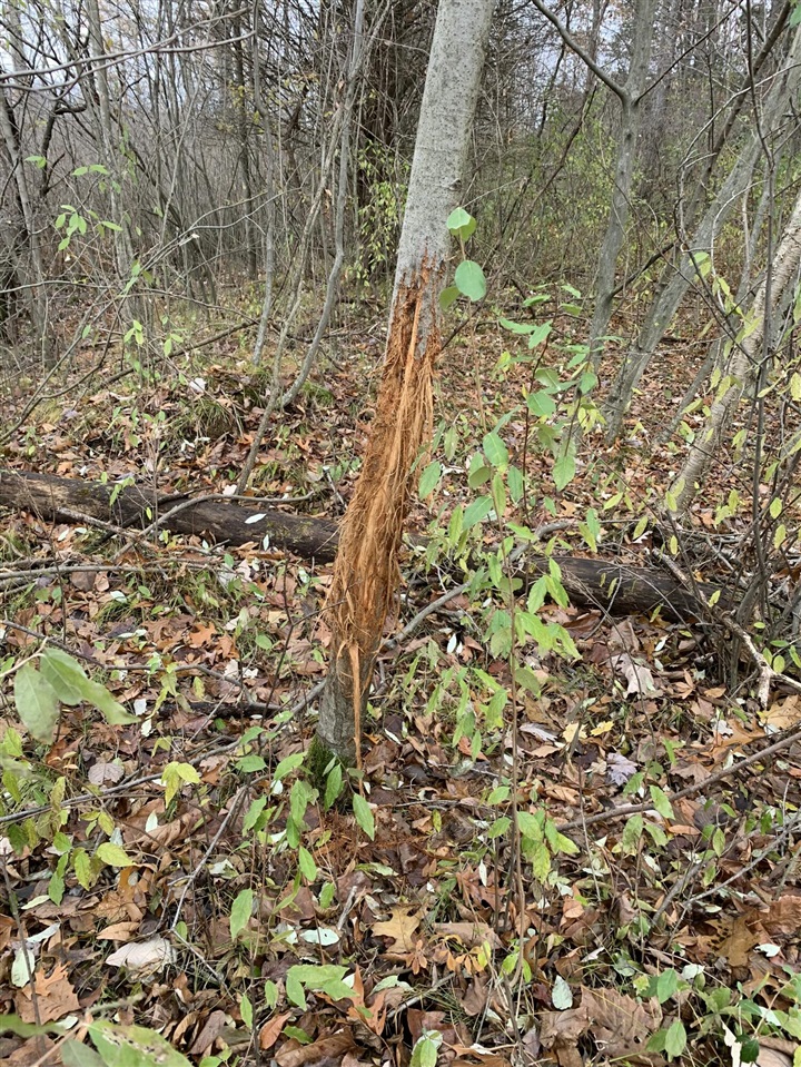 5100 Long Lake Road, Reading, MI, 49274-9787