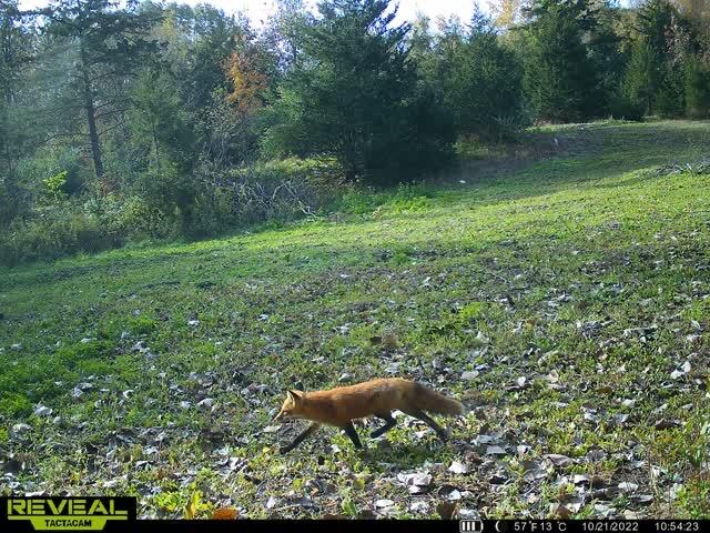 5100 Long Lake Road, Reading, MI, 49274-9787