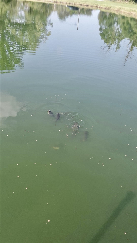 440 E Francis Street, Nashville, MI, 49073-9236