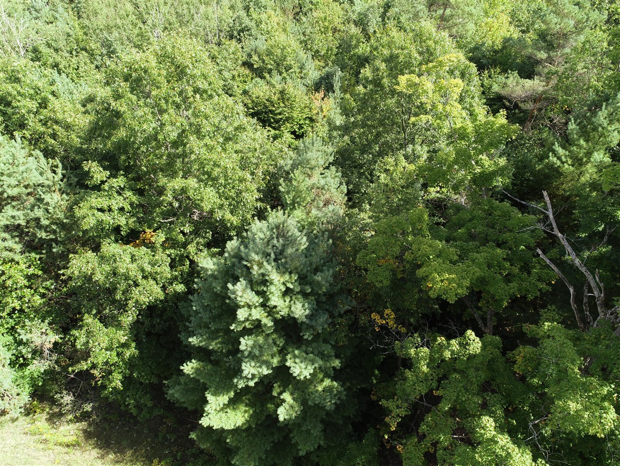 00 N Hawkins Road, Luther, MI, 49656