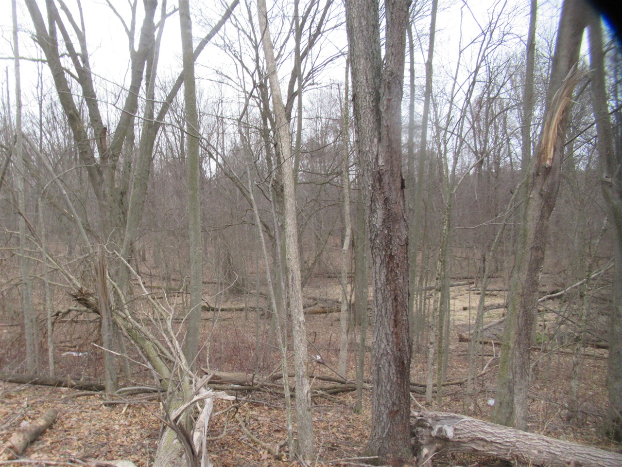 Williamsville Street photo 3