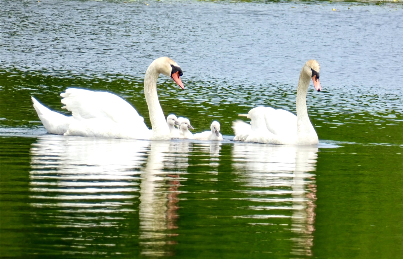 12294 Cranes Avenue, Richland, MI, 49083