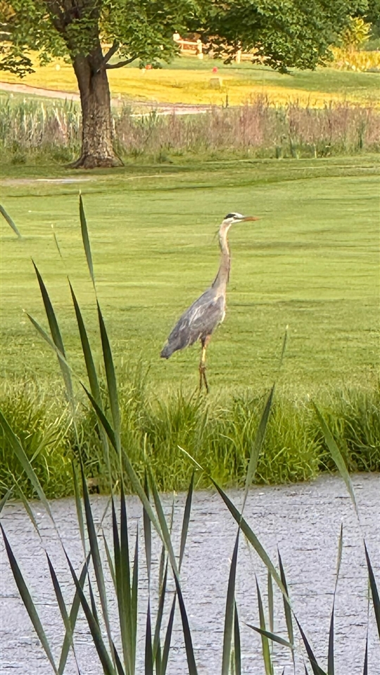 12294 Cranes Avenue, Richland, MI, 49083