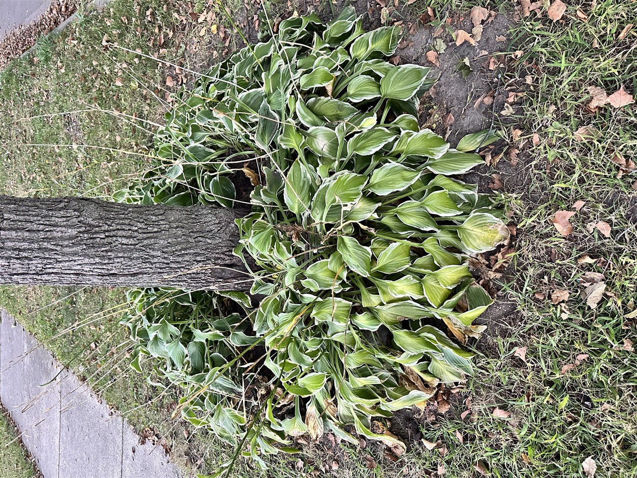 335 Laprairie Street, Ferndale, MI, 48220-3212