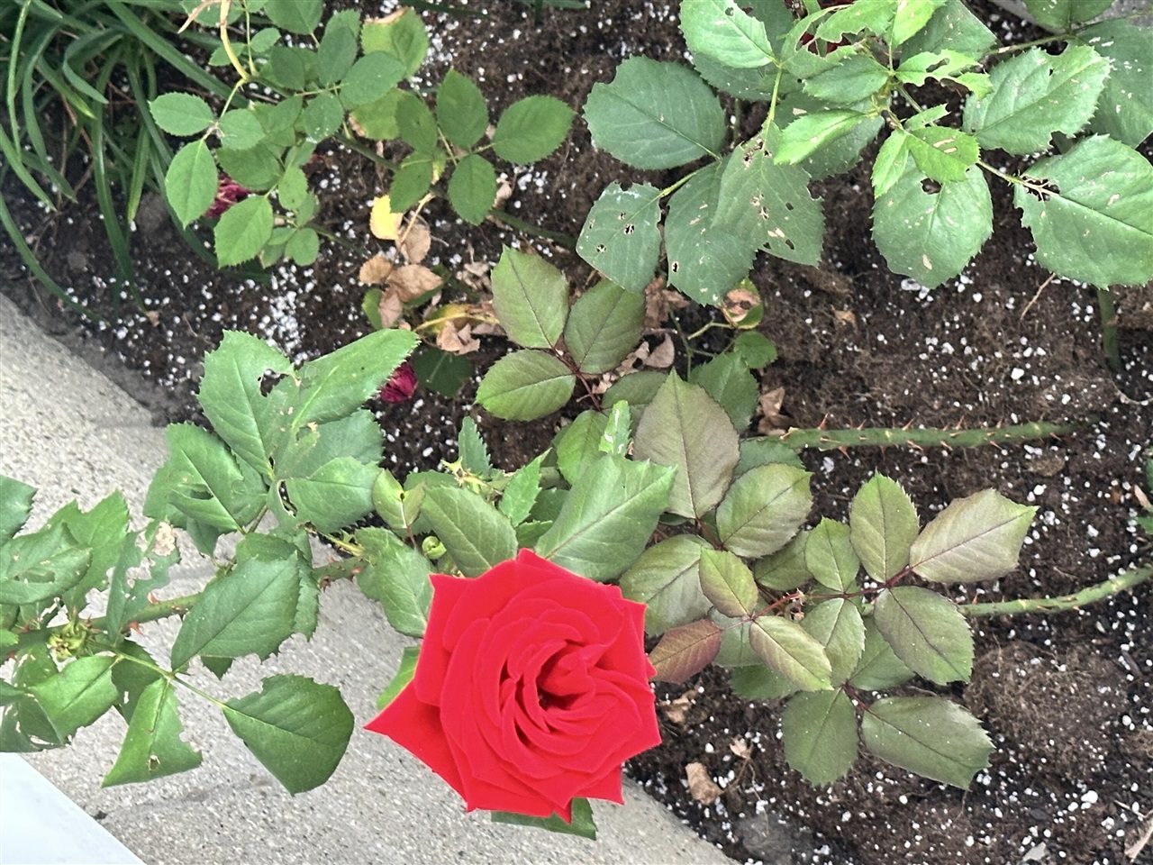 335 Laprairie Street, Ferndale, MI, 48220-3212