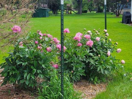 829 Thorntree Boulevard, Jackson, MI, 49203-2517