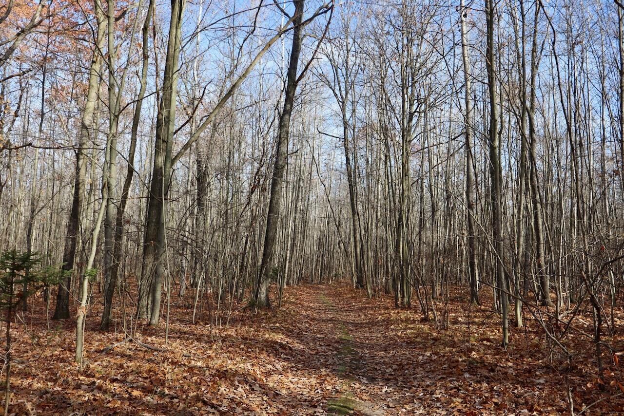 6495 Jackson Avenue, Lake, MI, 48632-9225