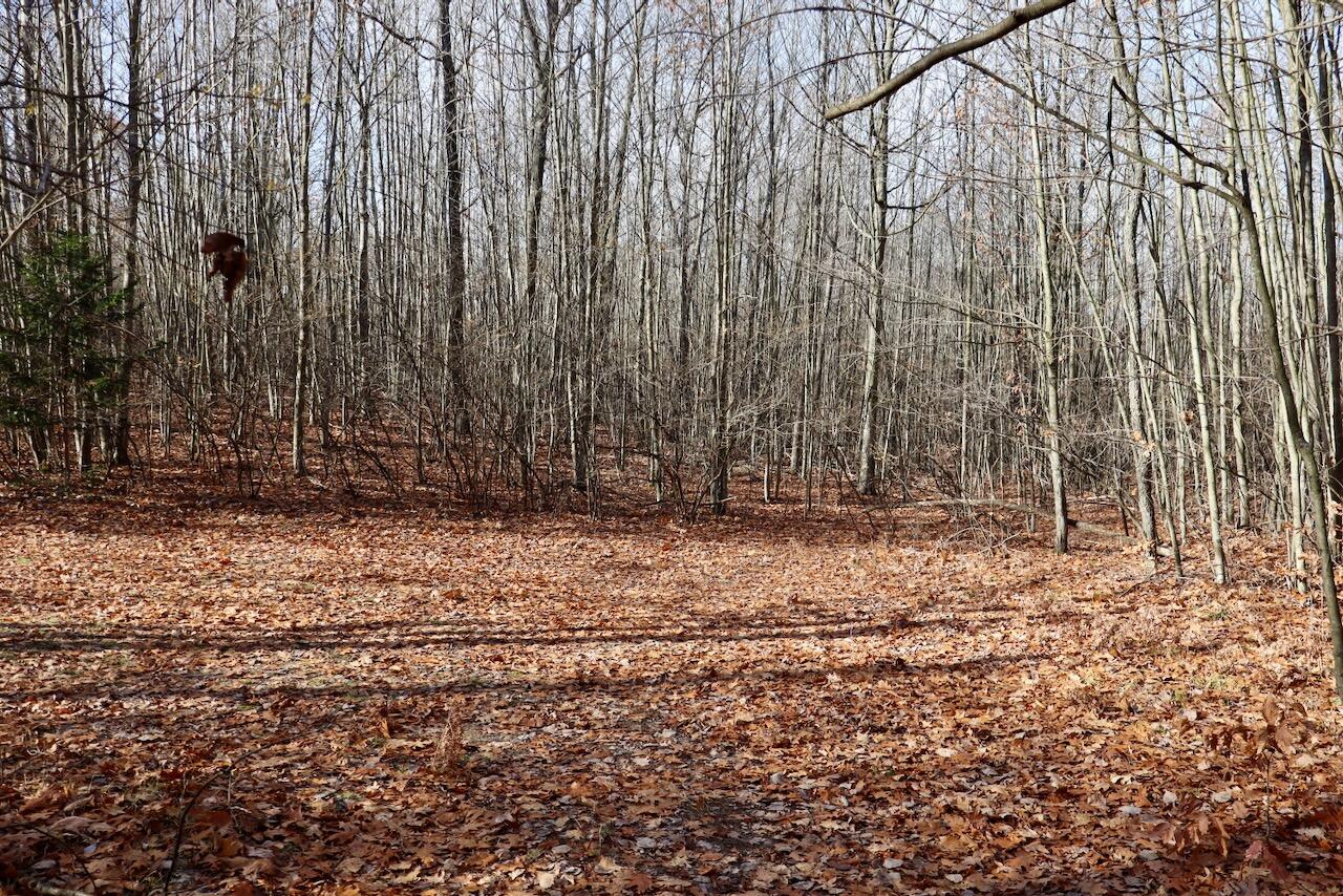 6495 Jackson Avenue, Lake, MI, 48632-9225