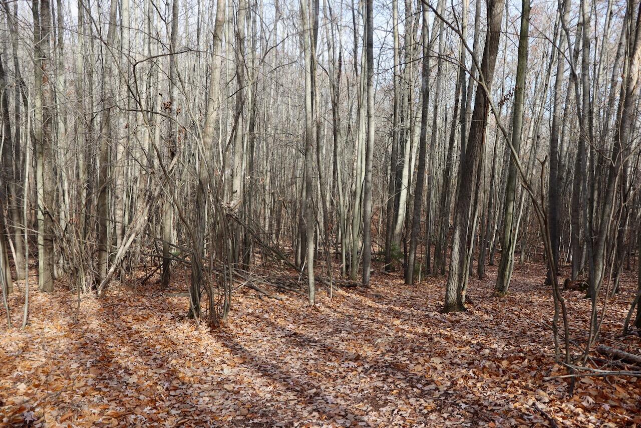 6495 Jackson Avenue, Lake, MI, 48632-9225