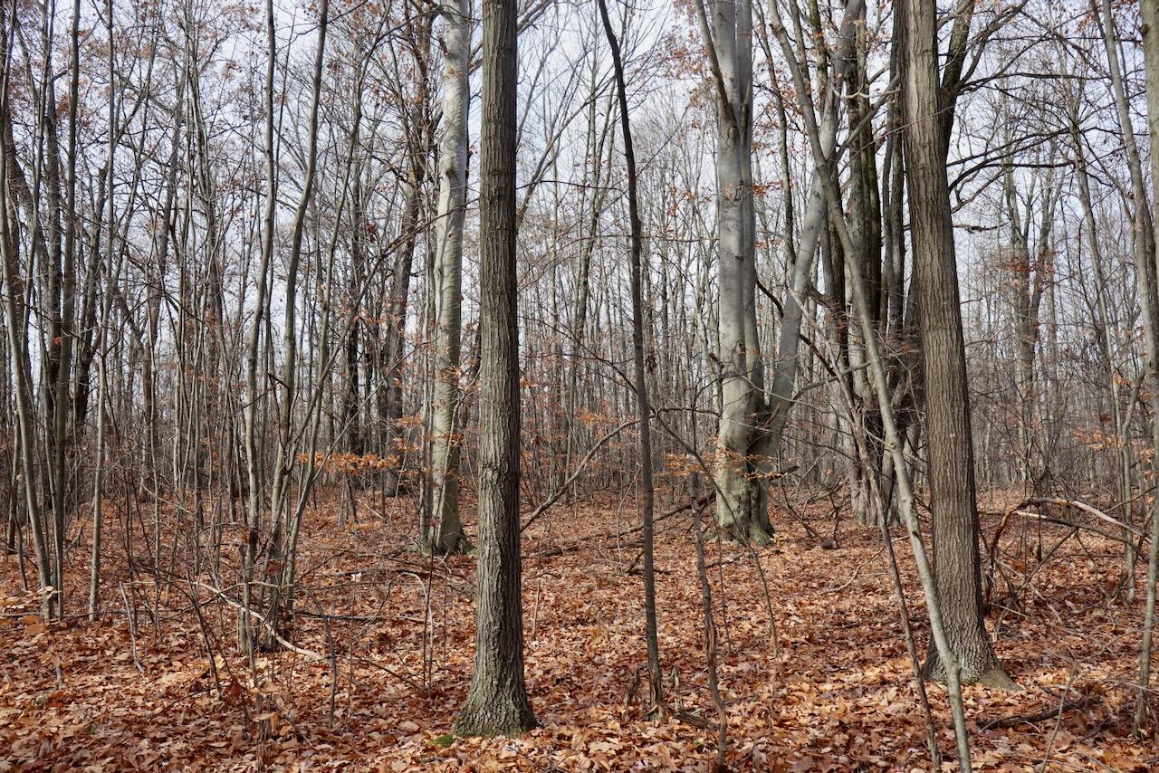 6495 Jackson Avenue, Lake, MI, 48632-9225