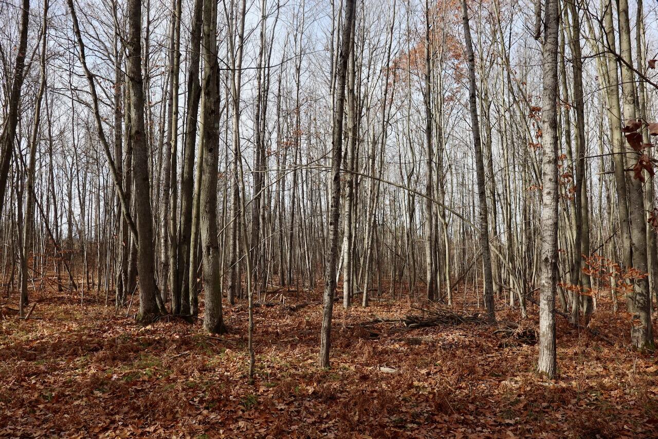 6495 Jackson Avenue, Lake, MI, 48632-9225