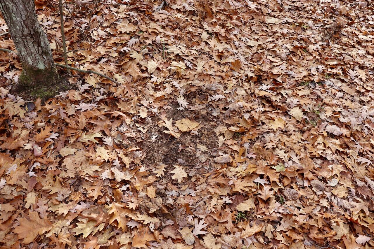 6495 Jackson Avenue, Lake, MI, 48632-9225